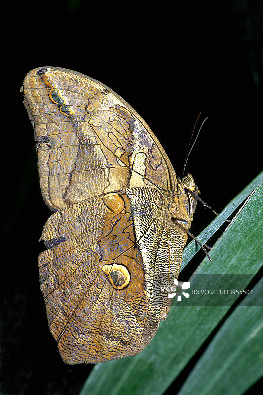 白天活动的蝴蝶停留在树叶上休息图片素材