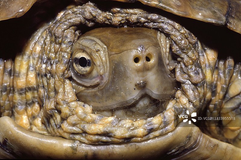 地中海龟头部，加里格拉阿尔特埃姆波达图片素材