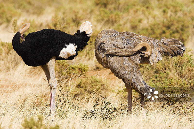 肯尼亚桑布鲁草原上的索马里鸵鸟图片素材