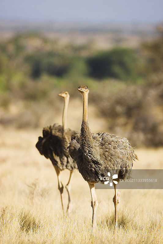 在肯尼亚桑布鲁草原上行走的年轻索马里鸵鸟图片素材