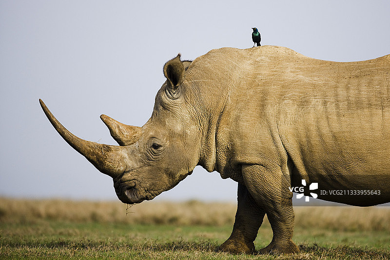 肯尼亚：背上栖息着光泽椋鸟的白犀牛图片素材