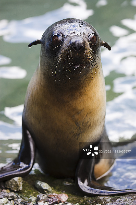 新西兰海狗幼崽，帕利斯角图片素材