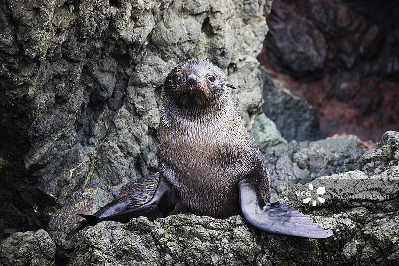 新西兰海狗幼崽，帕利斯角岩石图片素材