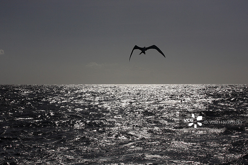 鸽子岛附近的军舰鸟轮廓图片素材
