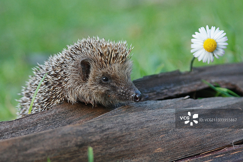 西欧刺猬嗅着草地雏菊图片素材