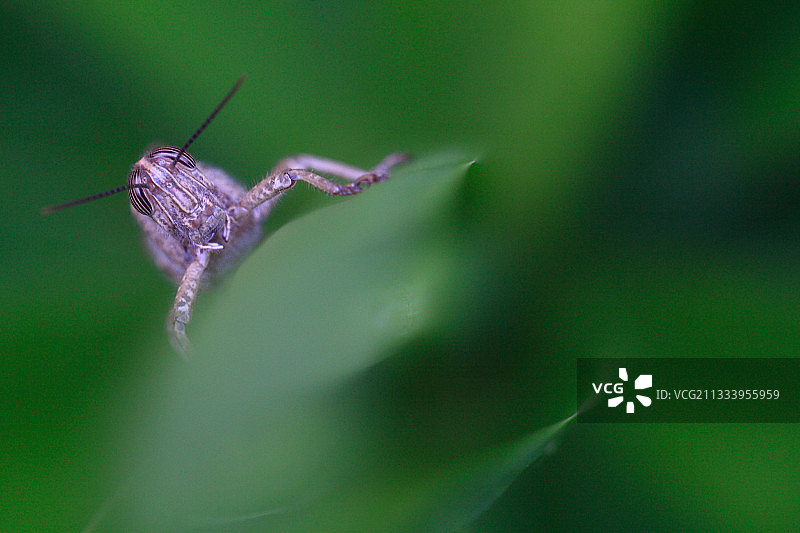 玉兰叶子之间的埃及蝗虫图片素材