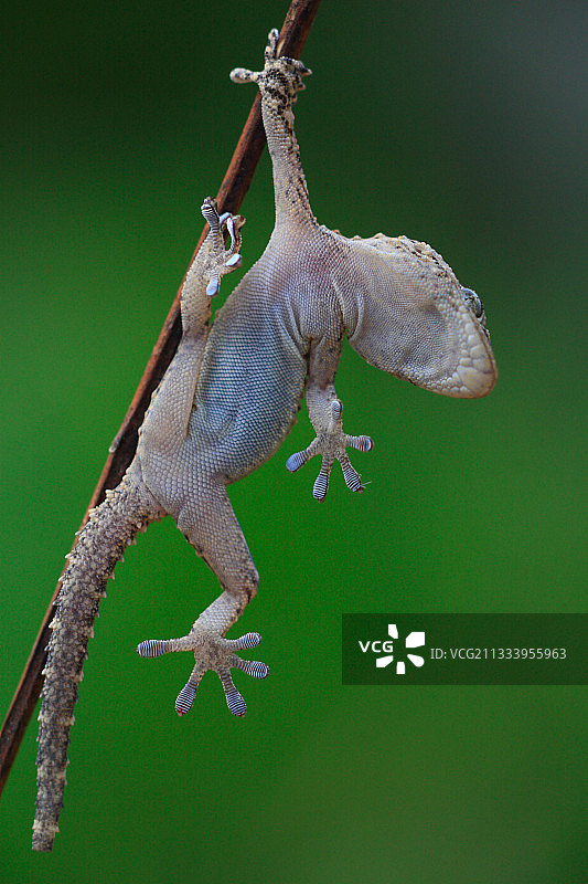 悬挂在树枝上的普通壁虎图片素材