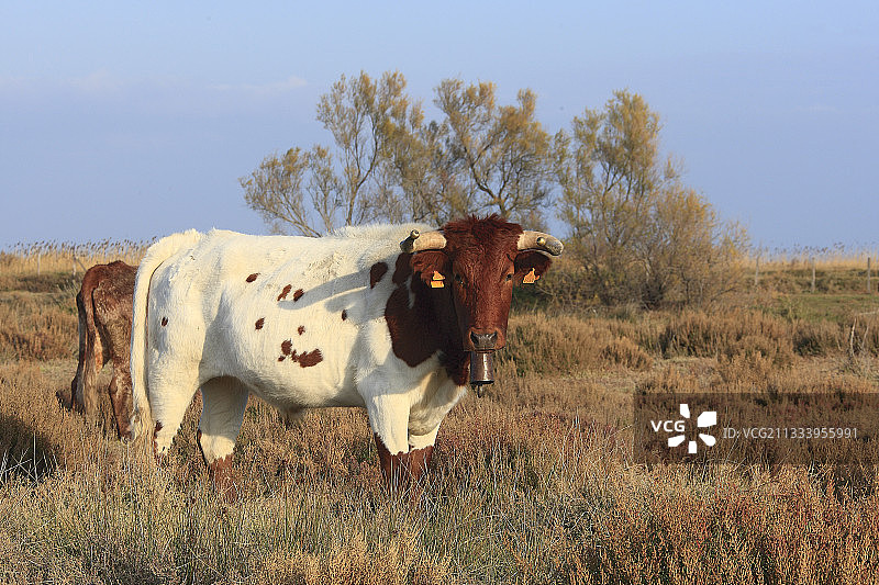 用于管理卡马格公牛的牛肉图片素材