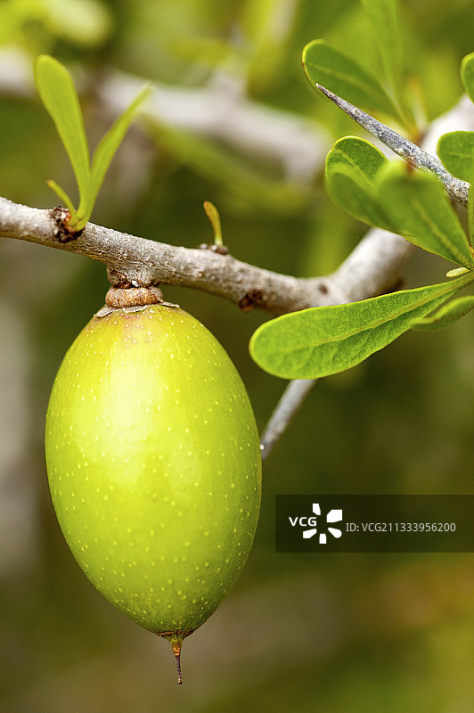 摩洛哥坚果树枝上的果实图片素材