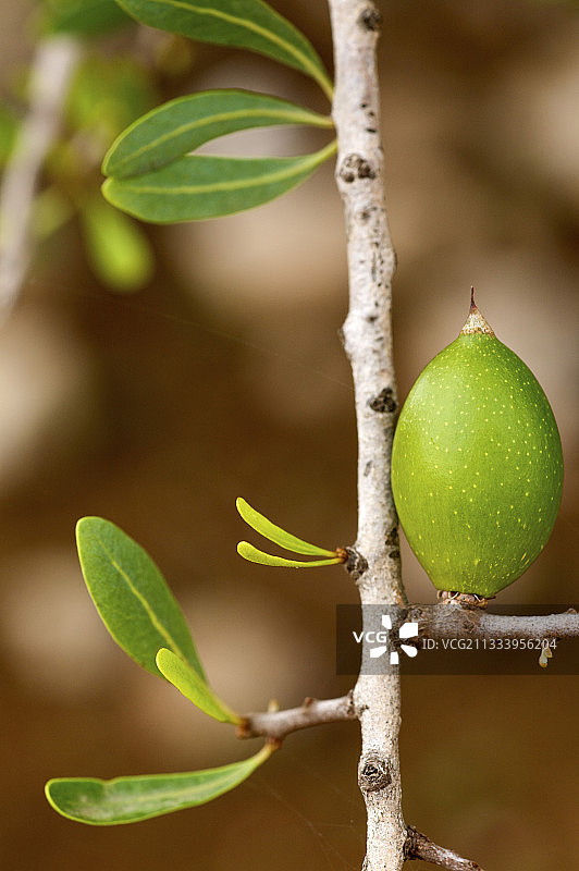 摩洛哥坚果树枝上的果实图片素材