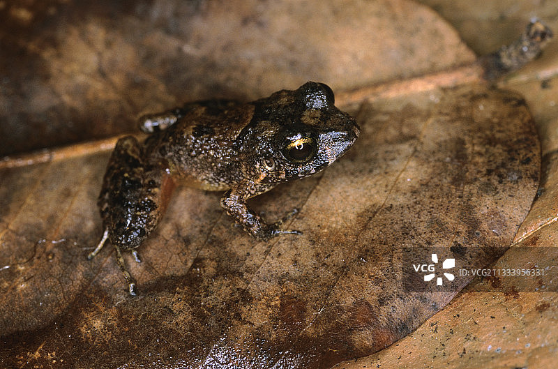 尼加拉瓜树叶上的强盗蛙图片素材