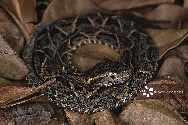 尼加拉瓜树叶上的幼小矛头蝮图片素材