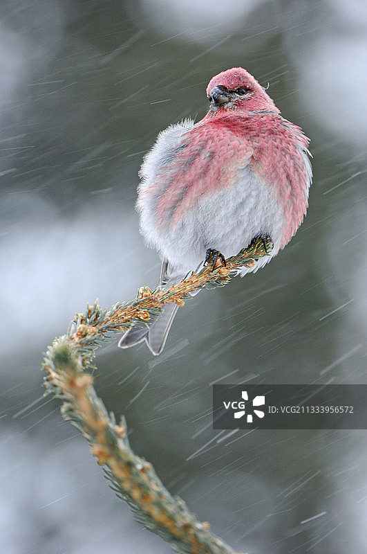 魁北克加拿大针叶树上的松雀雄鸟图片素材
