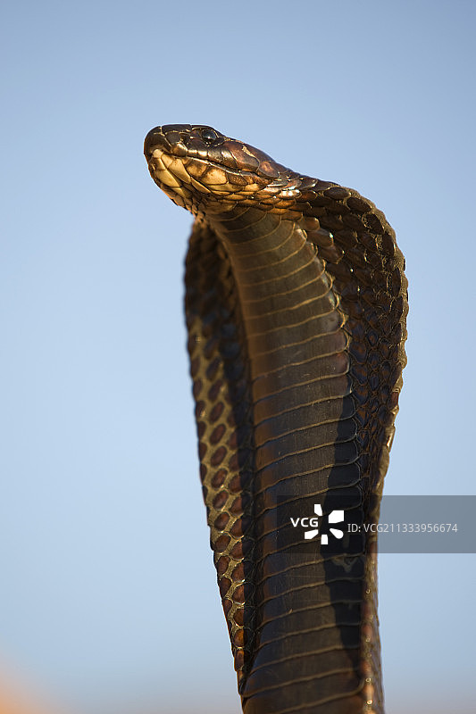 摩洛哥沙漠中埃及眼镜蛇的头部和颈部图片素材
