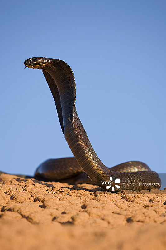摩洛哥石头沙漠中受惊的埃及眼镜蛇图片素材
