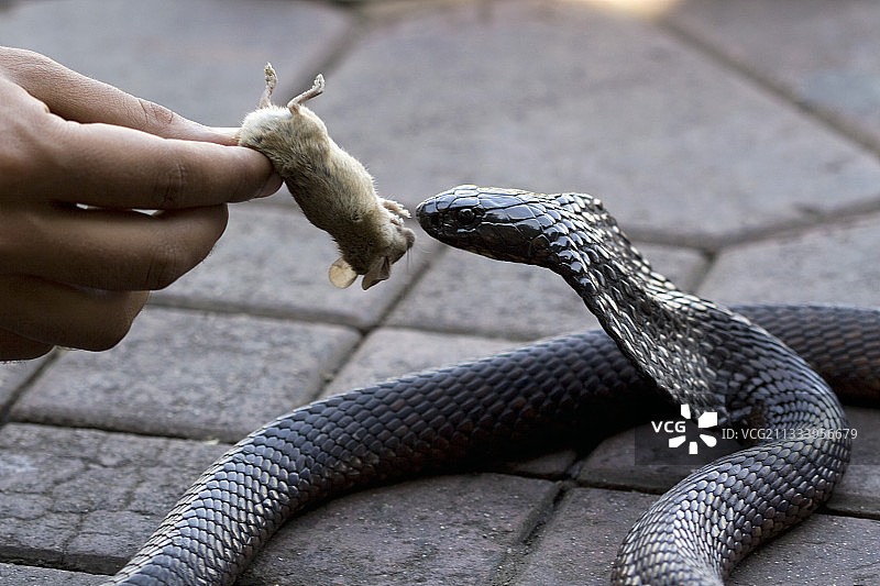 在马拉喀什，玩蛇人喂食埃及眼镜蛇图片素材