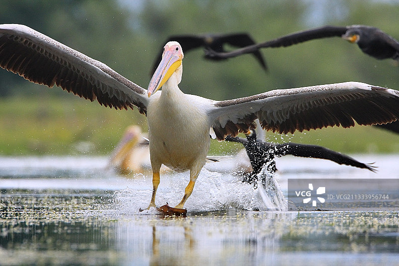 普通鸬鹚和大白鹈鹕在克尔基尼湖图片素材