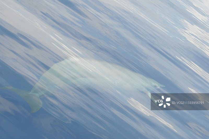 加勒比海水下的杰氏喙鲸图片素材