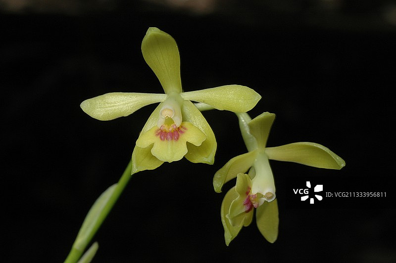 瓜德罗普岛巴斯特尔表 Epidendrum 兰花图片素材