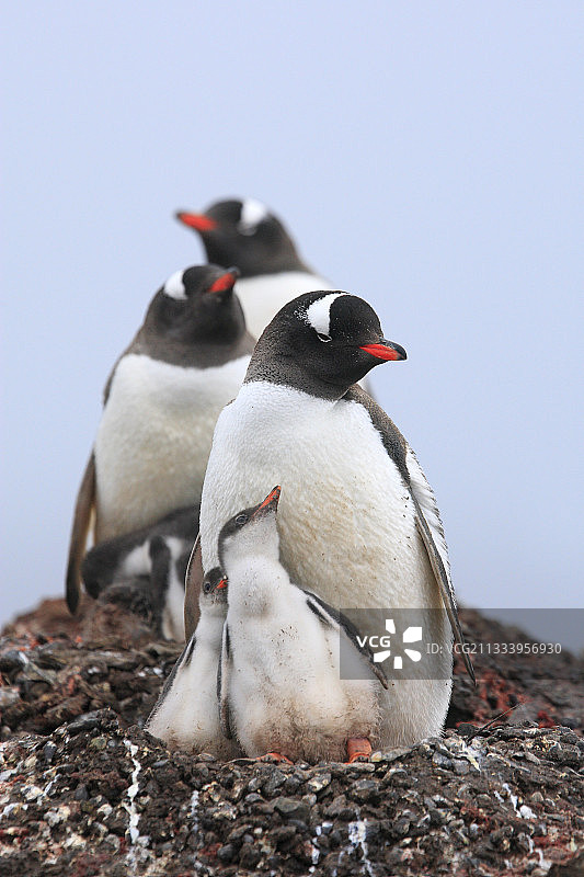 巴布亚企鹅和幼崽在南极半岛的巢穴里图片素材