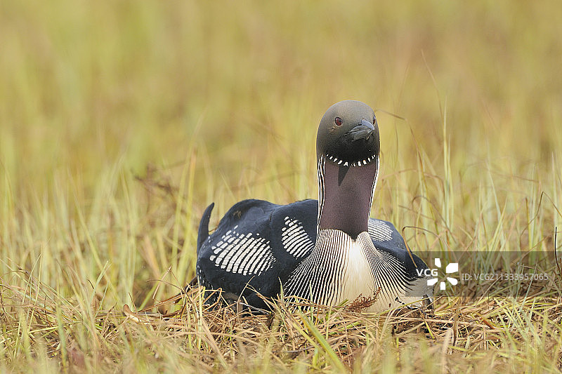 在挪威瓦朗厄尔巢穴中的北极潜鸟图片素材