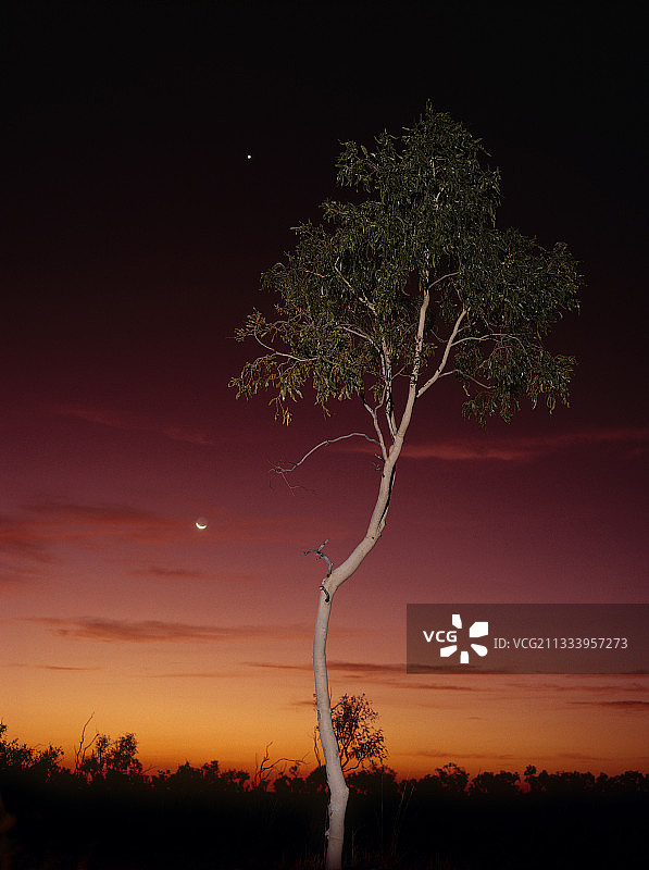 新月月海湾地区黄昏时的桉树图片素材