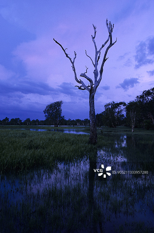 卡卡杜澳大利亚黄水沼泽黄昏时的枯树图片素材