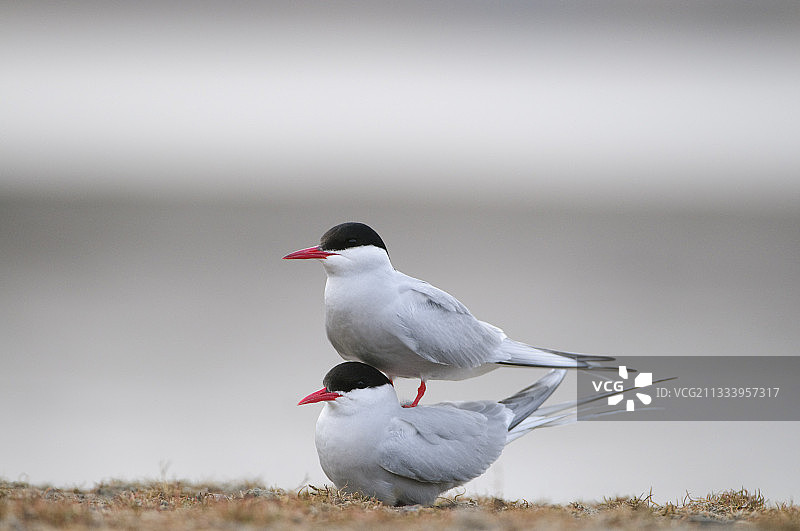 北极燕鸥夫妇在斯匹次卑尔根岛巢穴交配图片素材