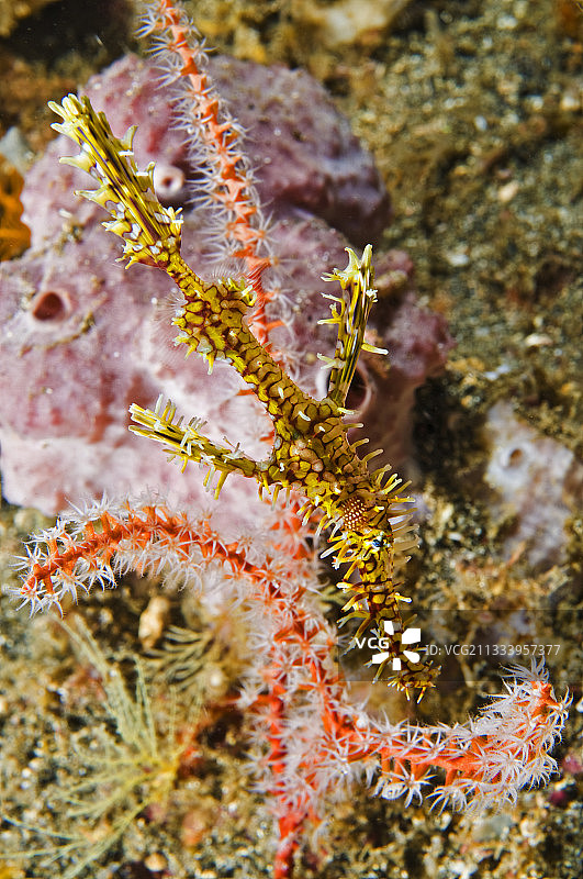 苏拉威西岛海域的小丑幽灵海龙与珊瑚枝图片素材