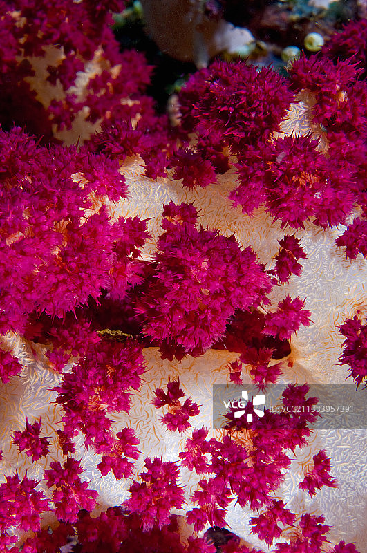 印度尼西亚苏拉威西岛的红色软珊瑚图片素材