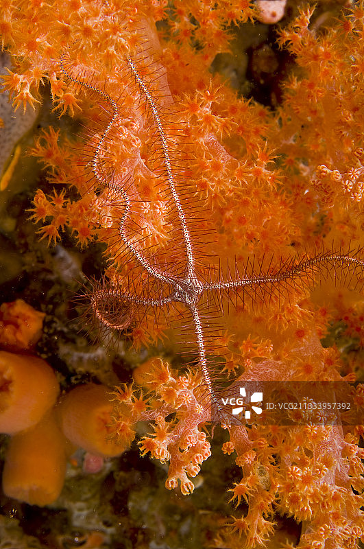 苏拉威西岛软珊瑚枝上的阳遂足图片素材