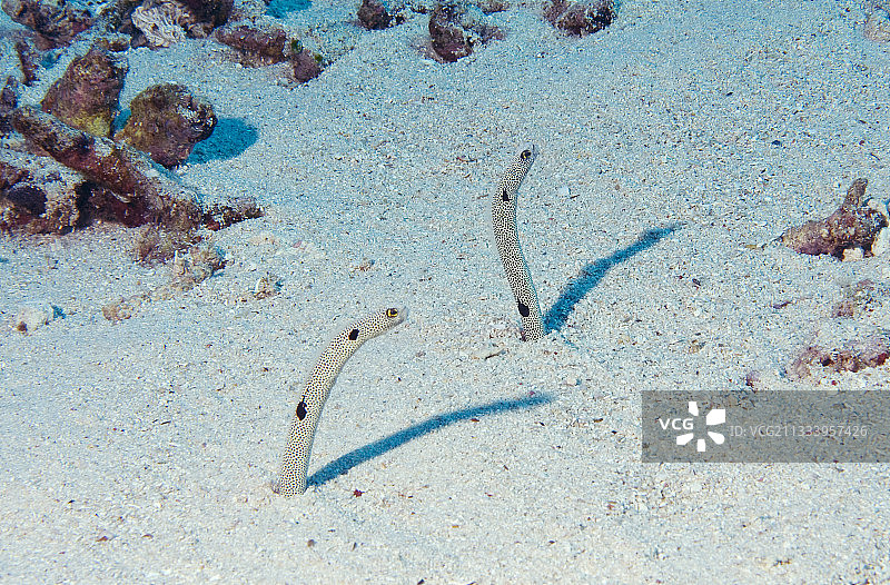印尼苏拉威西岛沙地中的 spotted 花园鳗图片素材