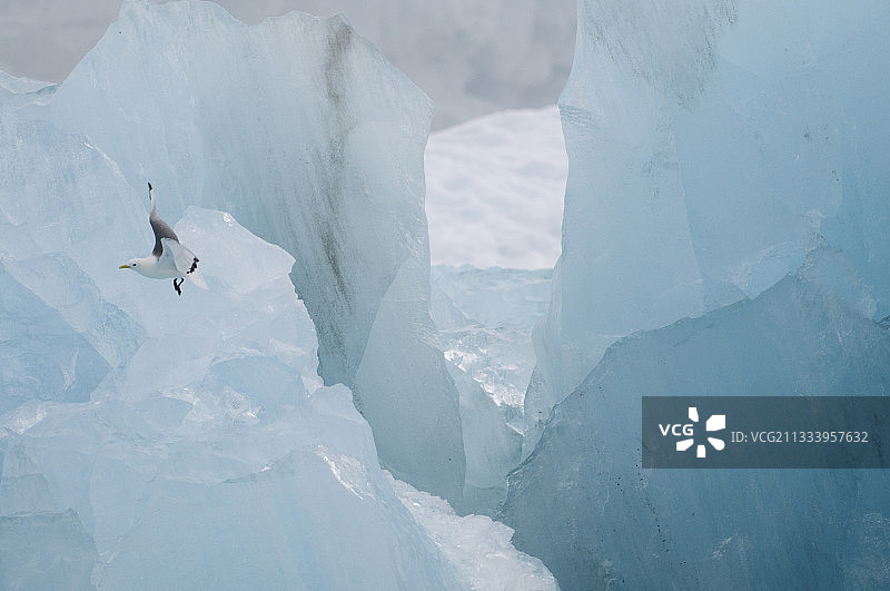 斯瓦尔巴群岛，从摩纳哥冰川脱落的冰山图片素材