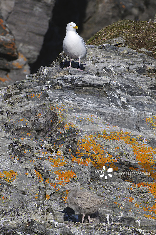 灰蓝海鸥照顾新生雏鸟图片素材