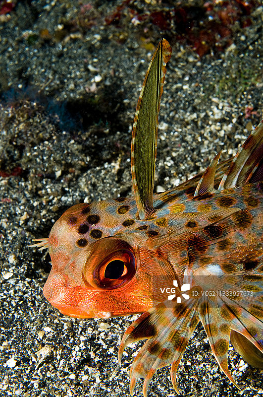 苏拉威西岛沙底上的东方飞鱼头部图片素材