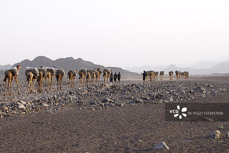 卡鲁姆盐湖运输，埃塞俄比亚达纳基勒凹地图片素材