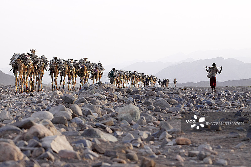 卡鲁姆盐湖运输，埃塞俄比亚达纳基勒凹地图片素材
