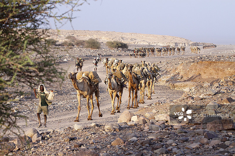 卡鲁姆盐湖运输，埃塞俄比亚达纳基勒凹地图片素材