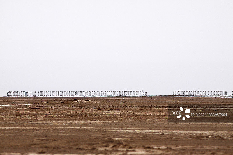 卡鲁姆盐湖运输，埃塞俄比亚达纳基勒凹地图片素材