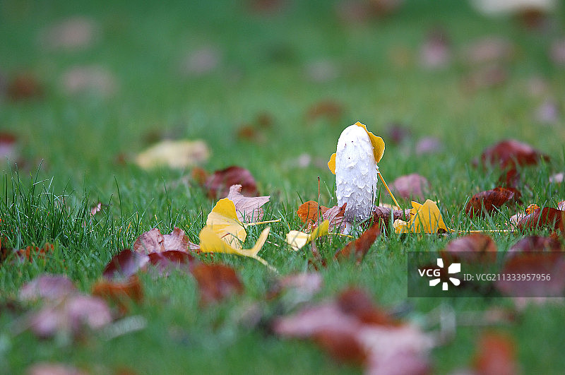 秋季瑞士草坪上的鳞柄菇图片素材