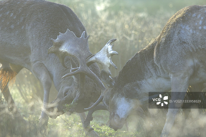 雾蒙蒙的秋日早晨，雄鹿在发情期争斗图片素材