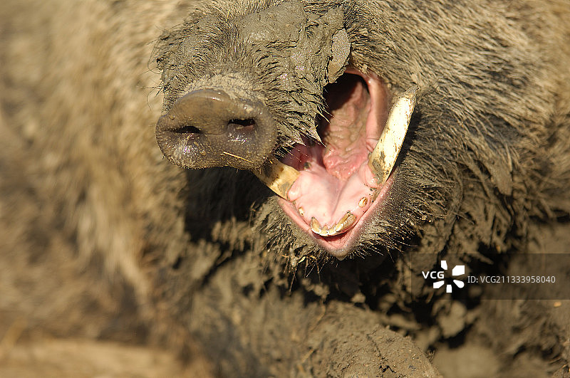 野猪的口鼻和獠牙细节图片素材