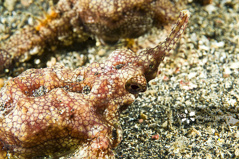 伪装在苏拉威西岛沙质海底的普通海龙图片素材
