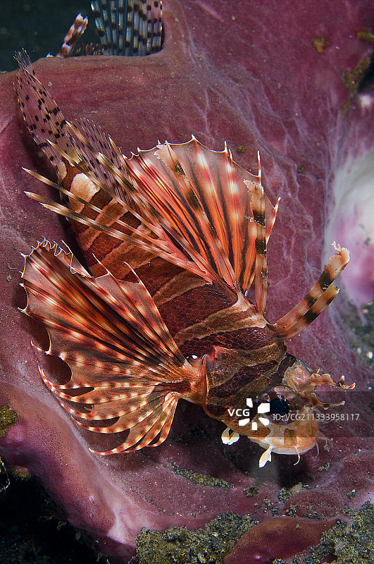 亚洲苏拉威西海绵中的红色狮子鱼图片素材