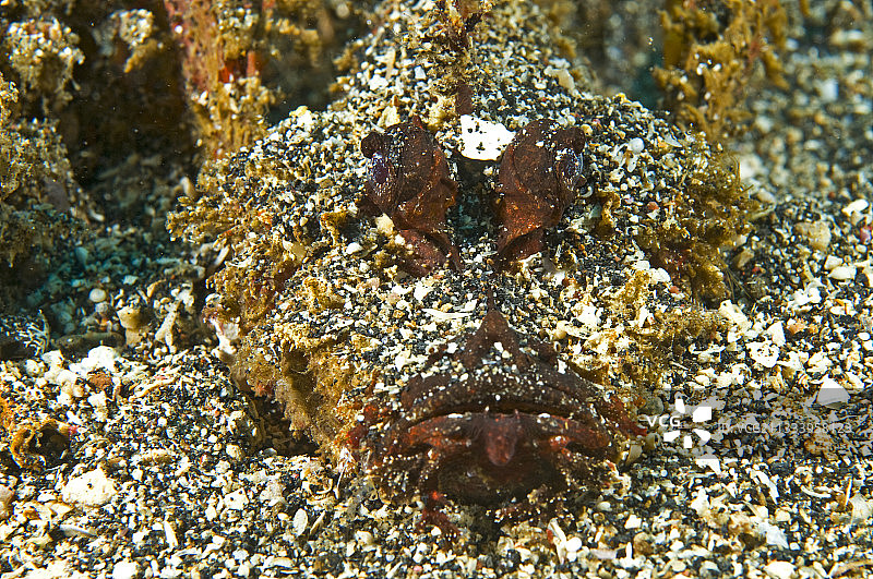 狮子鱼藏身苏拉威西沙中图片素材
