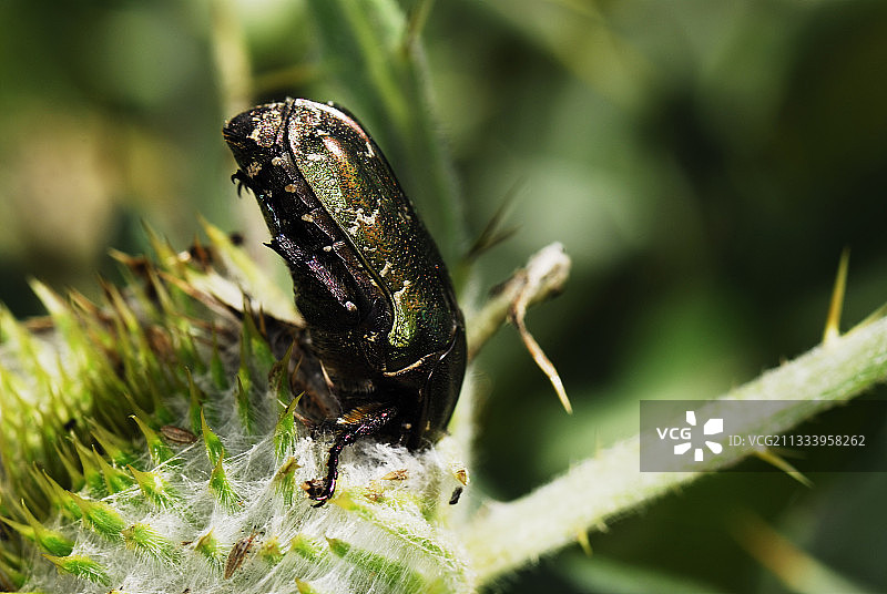 玫瑰金龟子采集花蜜图片素材