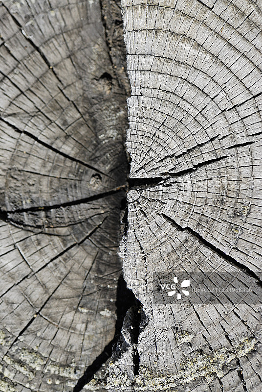 从上方看到的树干切面图片素材