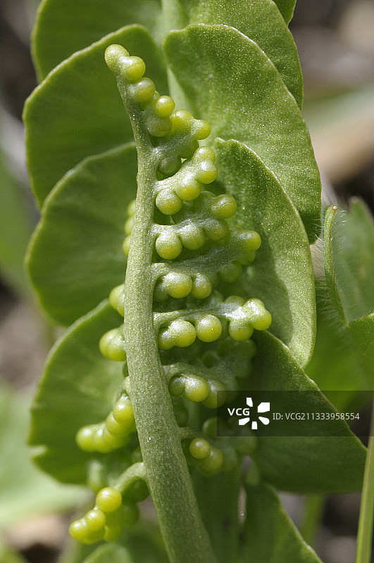 夏季阿尔卑斯山的月亮草图片素材