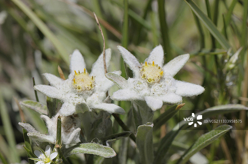 阿尔卑斯山夏季盛开的雪绒花图片素材