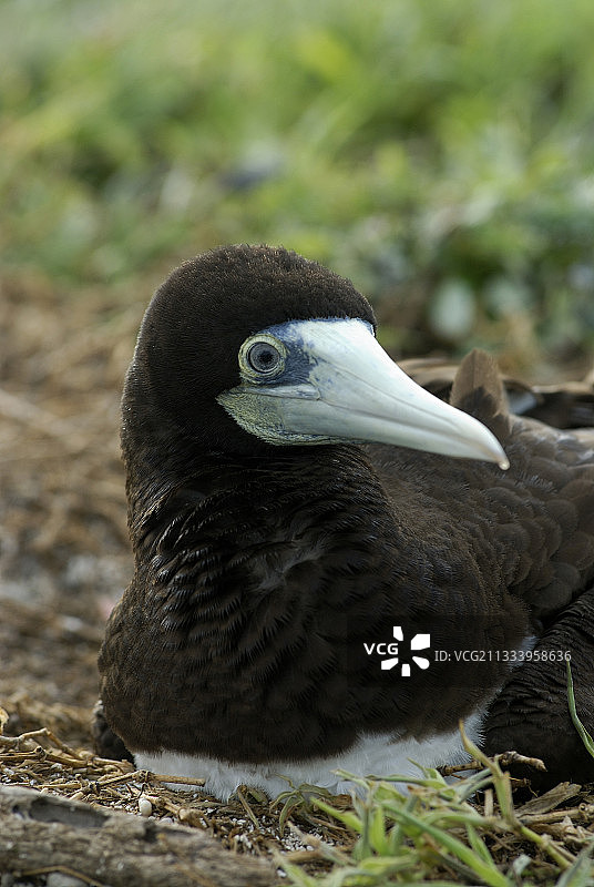 红脚鲣鸟雌性在豪勋爵岛的巢穴中图片素材